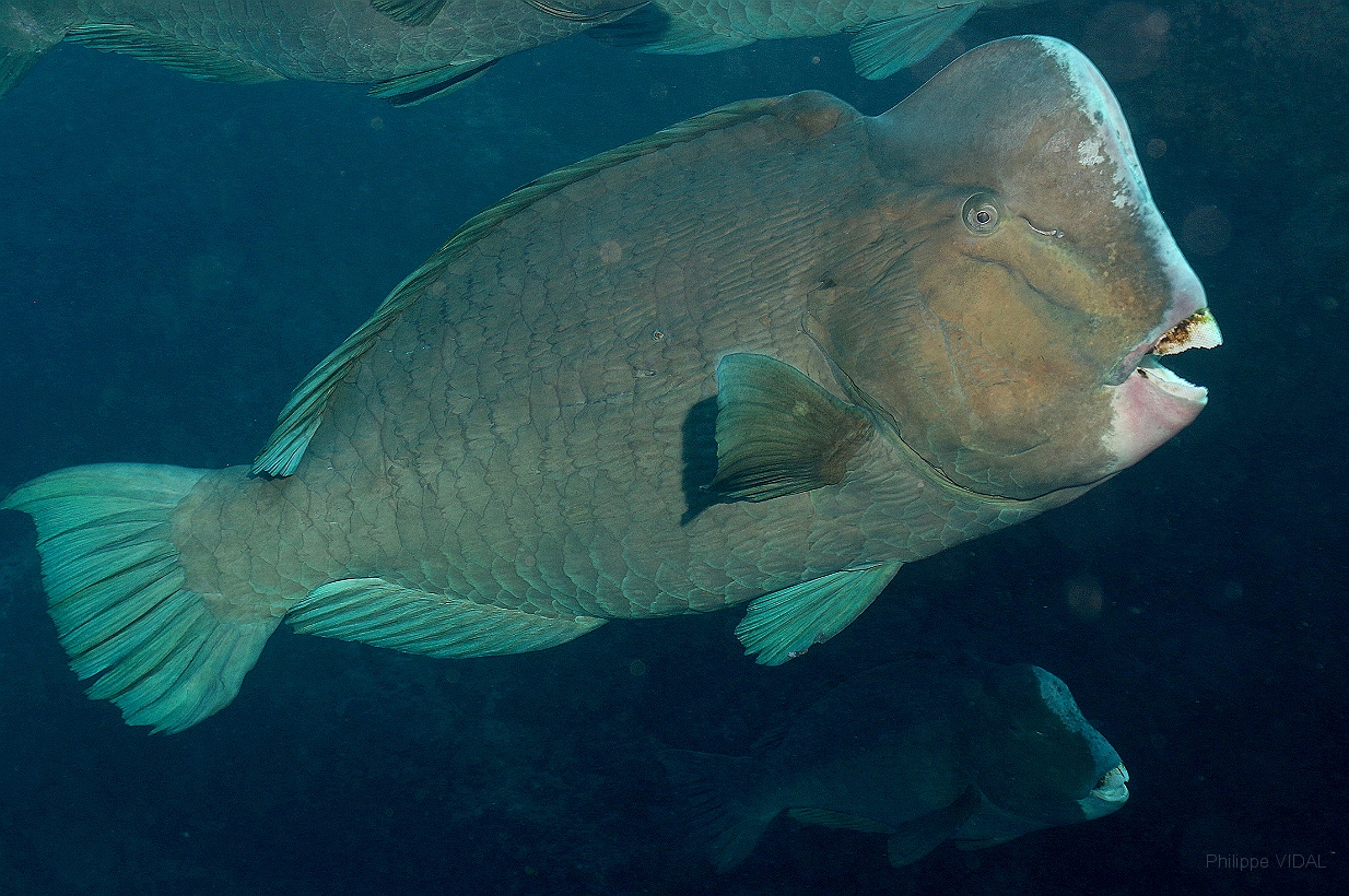 Sipadan_2015_Poisson perroquet a bosse_Bolbometopon muricatum_IMG_3064_rc.jpg